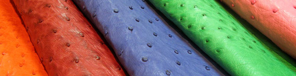 L’autruche, un cuir de luxe tout terrain : la chronique de l’Atelier du Bracelet Parisien L’autruche, un cuir de luxe tout terrain : la chronique de l’Atelier du Bracelet Parisien