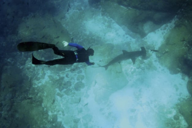 Oris : un horloger qui s'engage pour la protection des requins Oris : un horloger qui s'engage pour la protection des requins