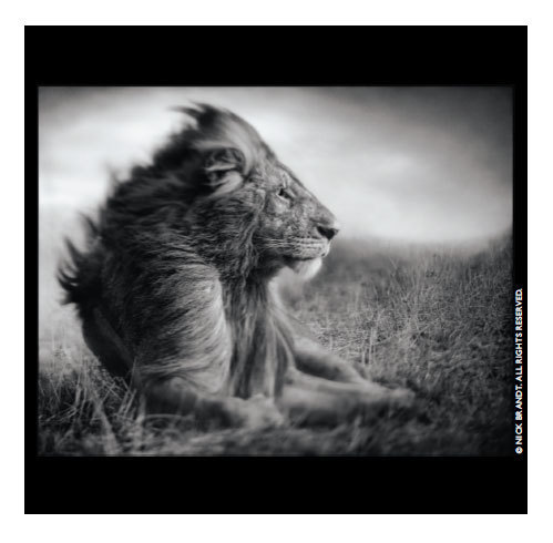 JeanRichard lance la Highlands Big Life à Paris avec une expo photo de Nick Brandt JeanRichard lance la Highlands Big Life à Paris avec une expo photo de Nick Brandt