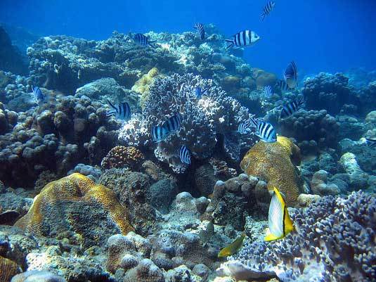 Jaeger-LeCoultre réaffirme son soutien au programme de protection des sites marins Jaeger-LeCoultre réaffirme son soutien au programme de protection des sites marins