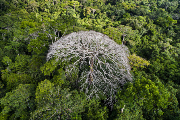 Arbre isolé dans le parc national de l’Ivindo, province de Ogooué-Ivindo, Gabon © Yann Arthus-Bertrand Arbre isolé dans le parc national de l’Ivindo, province de Ogooué-Ivindo, Gabon © Yann Arthus-Bertrand