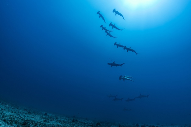 La Perouse - Hammerhead sharks © Laurent Ballesta