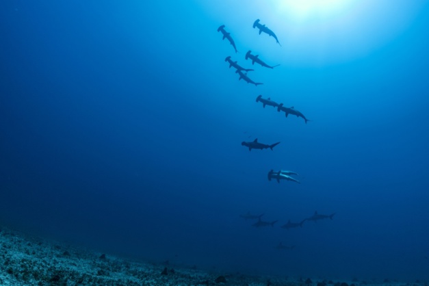 La Perouse - Hammerhead sharks © Laurent Ballesta La Perouse - Hammerhead sharks © Laurent Ballesta