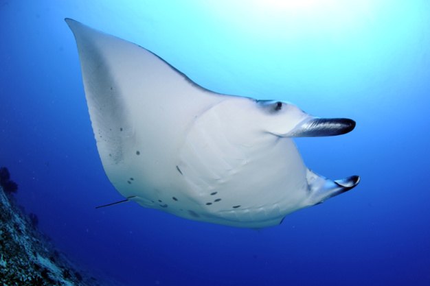 Carl F. Bucherer : Patravi Scubatec Maldives : pour la sauvegarde des raies manta Carl F. Bucherer : Patravi Scubatec Maldives : pour la sauvegarde des raies manta