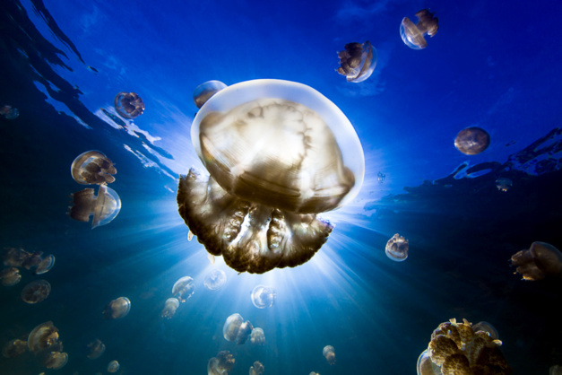 c_nadia_aly_1st_collective_portfolio_award_2020 c_nadia_aly_1st_collective_portfolio_award_2020