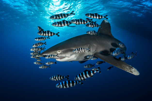 Mer Rouge Crédits @Greglecoeur_DSC5224 Mer Rouge Crédits @Greglecoeur_DSC5224