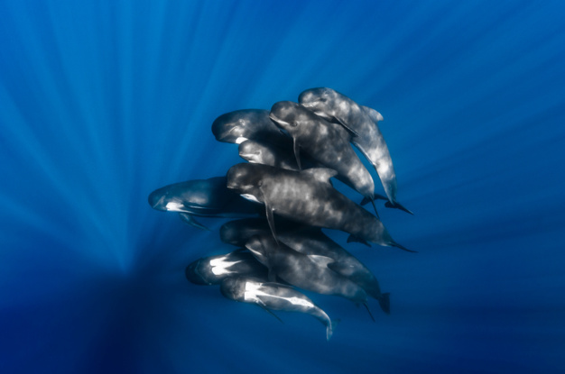 Méditerranée Crédits @Greglecoeur _DSC_6817 Méditerranée Crédits @Greglecoeur _DSC_6817