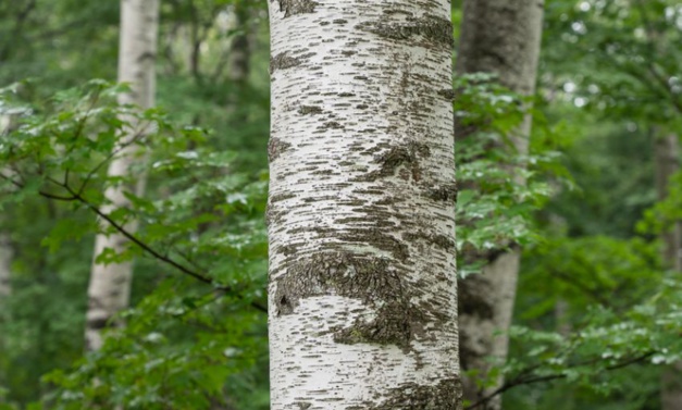 Seiko et la préfecture d'Iwate de concert pour la protection du bouleau blanc Seiko et la préfecture d'Iwate de concert pour la protection du bouleau blanc