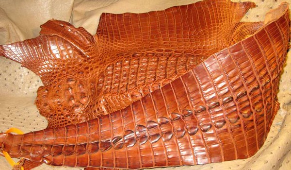 L'alligator et le croco corné : la chronique du bracelet-montre d’ABP L'alligator et le croco corné : la chronique du bracelet-montre d’ABP