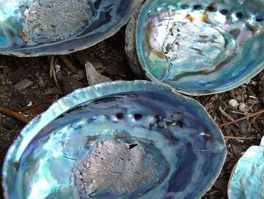 CNRS : un matériau à base de nacre dix fois plus tenace qu’une céramique CNRS : un matériau à base de nacre dix fois plus tenace qu’une céramique