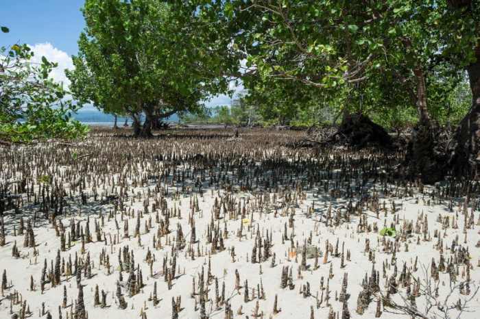 Omega : lancement de « Time for the Planet » en Indonésie