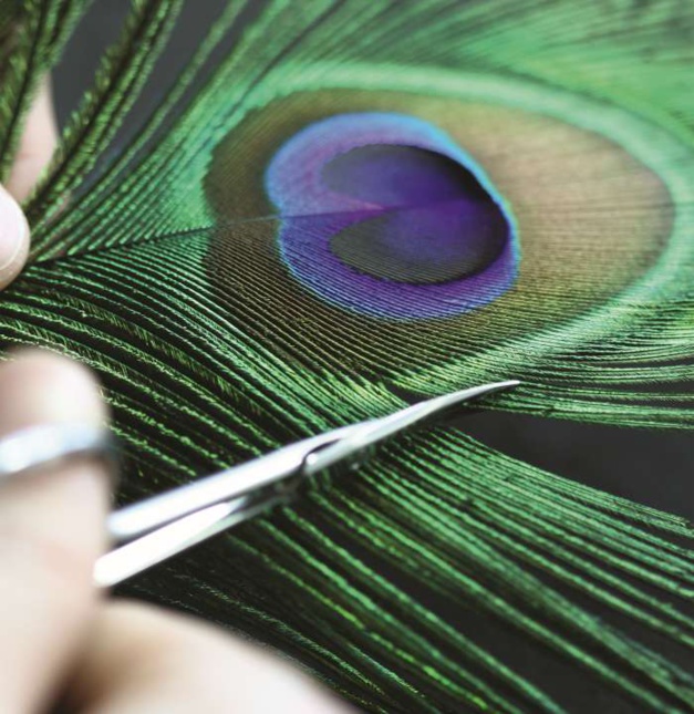Corum Feather Watch : paon et geai bleu