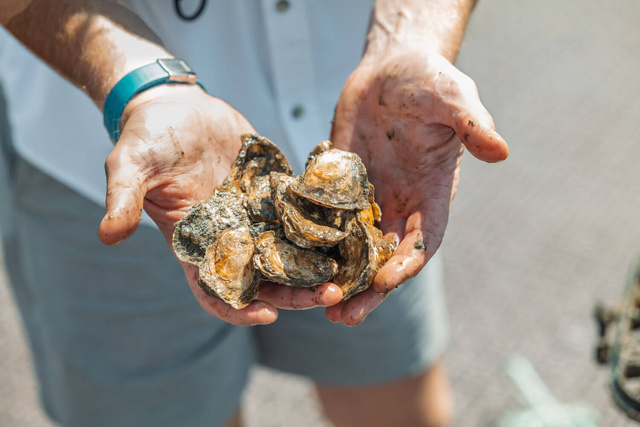 New York Harbour 2 : une deuxième "oyster" chez Oris en 2025