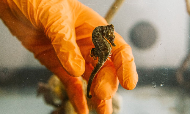Omega s'engage pour la protection des hippocampes avec le Seamaster Seahorse Rescue Center