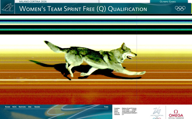 Nazgûl, le seul chien chronométré par Omega aux Jeux Olympiques Nazgûl, le seul chien chronométré par Omega aux Jeux Olympiques