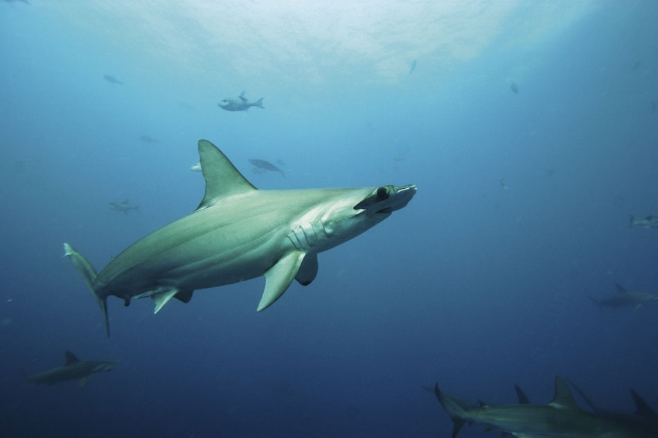 Oris : un horloger qui s'engage pour la protection des requins