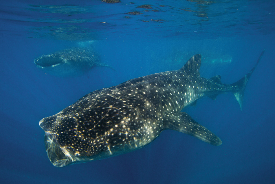 Oris Whale Shark Limited Edition : une montre pour la protection du plus gros poisson du monde