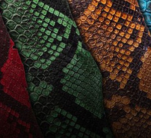 ABP Concept : du python de toutes les couleurs... ou presque !