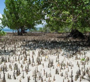 Omega : lancement de « Time for the Planet » en Indonésie