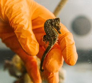 Omega s'engage pour la protection des hippocampes avec le Seamaster Seahorse Rescue Center